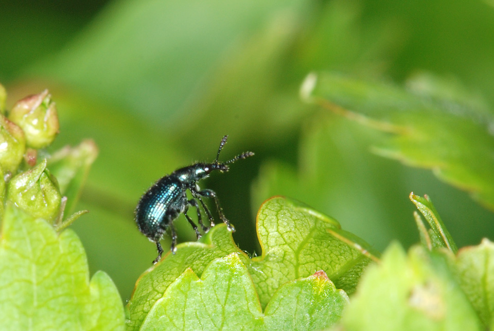 Da identificare: Lasiorhynchites olivaceus